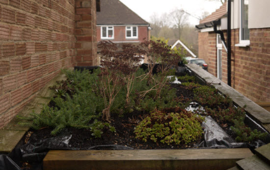green roof  in december