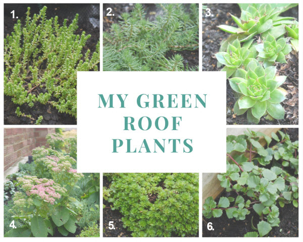 How To Grow Green Roof P   lants To Create An Economical 